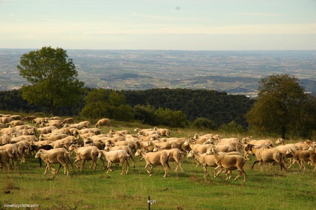 Boucle cyclo Limoux