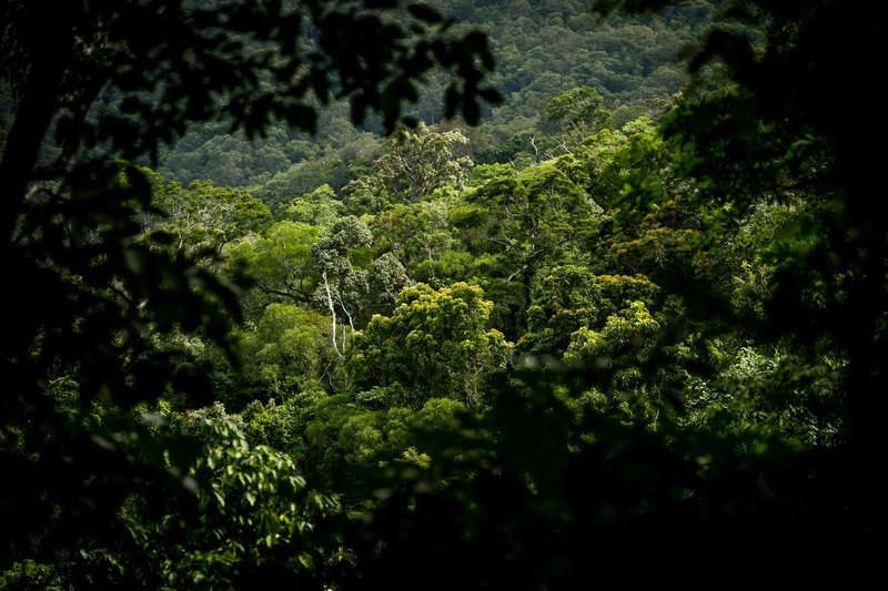 rainforest-track-in-smithfield-regional-park