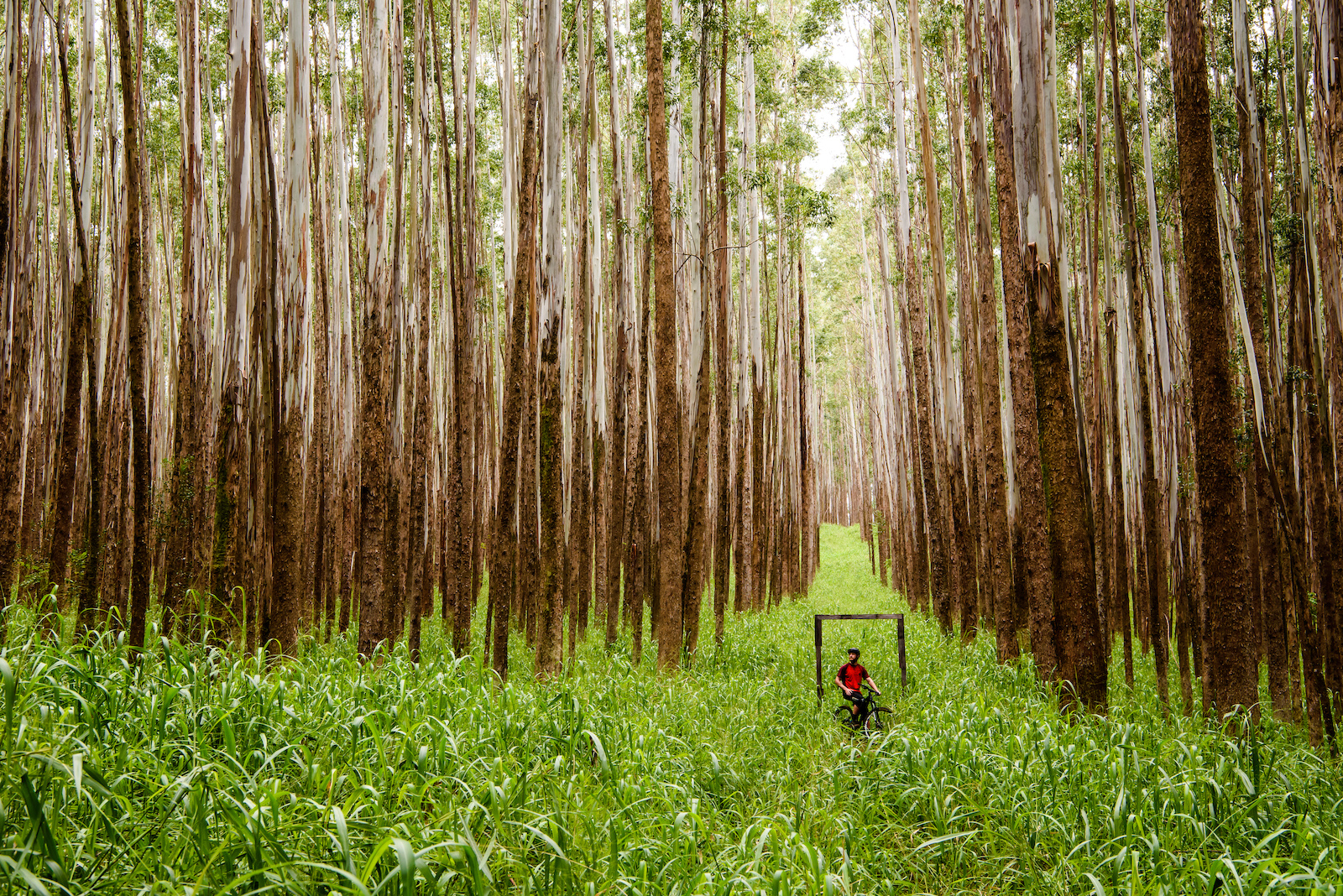 Forest clearing